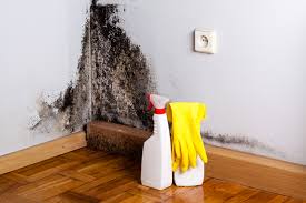 Best Mold Damage Restoration  in Rancho Cumonga, CA